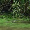 Great algae lines the shores of the St. Lucie River during the massive blooms of 2016.