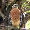 A Red Shouldered Hawk perches under the cover of a palm tree during the middle of the day at Myakka River State Park.