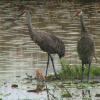 Sandhill crane parents patiently wait for these chicks to take the plunge into the water. Born on a floating island at Savannas Preserve State Park, they swam to shore only three days after being hatched.