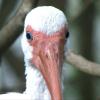 A White Ibis stares at the video camera with a puzzled look.  They probe the marsh with their long bills for insects, frogs, fish, or just about anything that's good to eat!