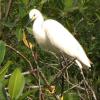 A Snowy Egret perches on top of a mangrove branch. Hunted nearly to the point of extinction at the turn of the 20th century, these birds are made a wonderful comeback.